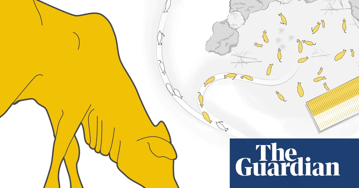 The life and death of a laundered' cow in the Amazon rainforest