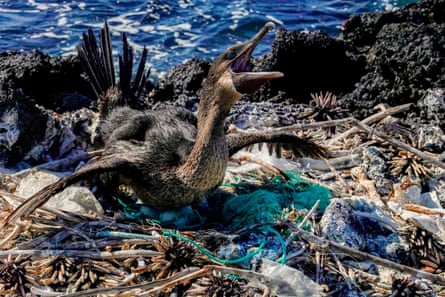 A cormorant sits on her nest surrounded by garbage on the shore of Isabela Island in the Galapagos archipelago.