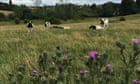 Country diary: a prickle of excitement among the purple thistles