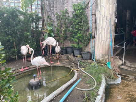 Flamingo într-un mall din Bangkok, Thailanda.  25 octombrie 2022