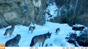 Carpathian Mountains, RomaniaA pack of eight grey wolves are captured running in the snow by a motion-sensitive camera trap. These cameras are used to monitor coexistence between people and wildlife for a PhD project by Bethany Smith in Nottingham Trent University’s school of animal, rural and environmental sciences, in collaboration with Fauna &amp; Flora International