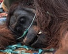 Indonesian wildfires threaten leading orangutan research site in Borneo