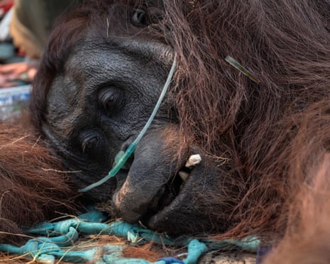 An orangutan wearing a nasal cannula lies on the ground