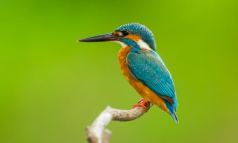 Discover the Majestic Kingfisher Bird: Astounding Facts, Diet, & Breathtaking Pictures