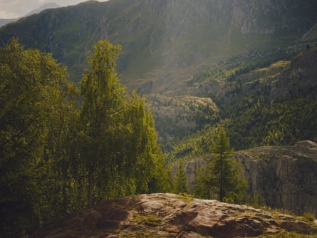 Birch trees in the foreground with a larch in the background