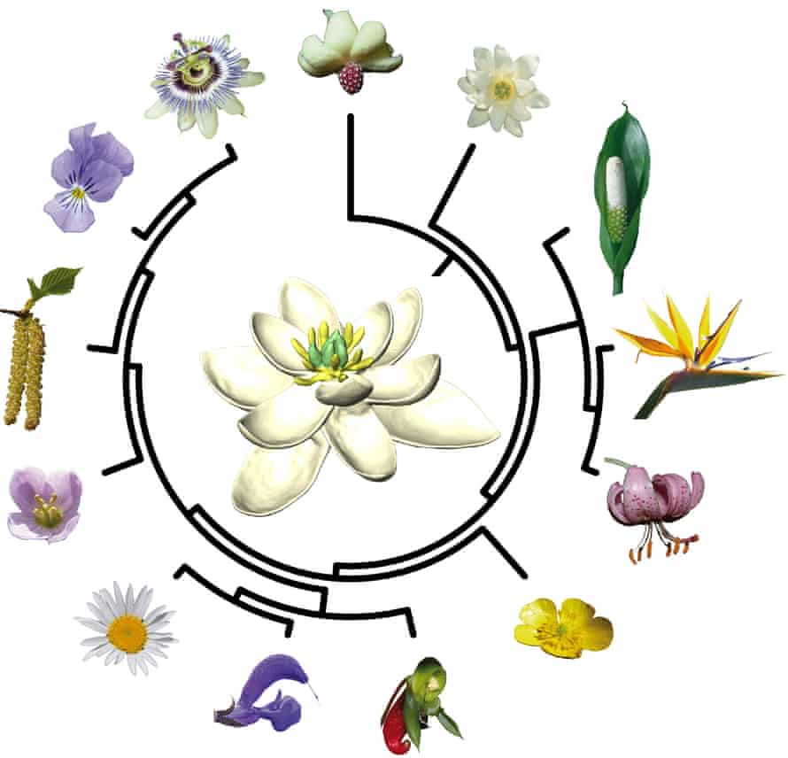 Siekiant išsiaiškinti, kaip gali atrodyti protėvių gėlė, ir atsekti gėlių evoliuciją nuo to laiko, naujajame tyrime buvo naudojamas evoliucinis medis (čia supaprastintas), jungiantis visas gyvas žydinčių augalų rūšis.