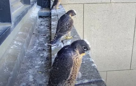 Screengrabs taken from a live stream camera in Melbourne’s CBD showing a family of peregrine falcons