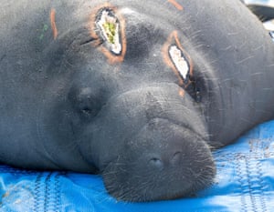 A 1,295-pound rehabilitated male manatee with healing head wounds resting before being released back to Florida Keys waters, in Key Colony Beach, Florida, US. The adult male, measuring nearly 11 feet long, was rescued in April after a boat strike that caused propeller wounds across its head. Following rehabilitation, the marine mammal was released with two other rehabilitated manatees