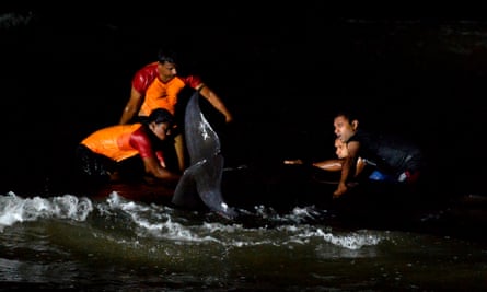 Rescuers work through the night to save dozens of short-finned pilot whales.