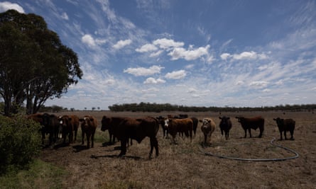 Cattle on Sid Plant’s property near Oakey, Queensland