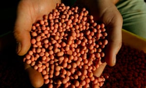 A farmer with a handful of soybeans.