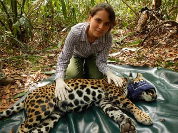 All Work, No Pay: The Plight Of Young Conservationists | Conservation | The Guardian