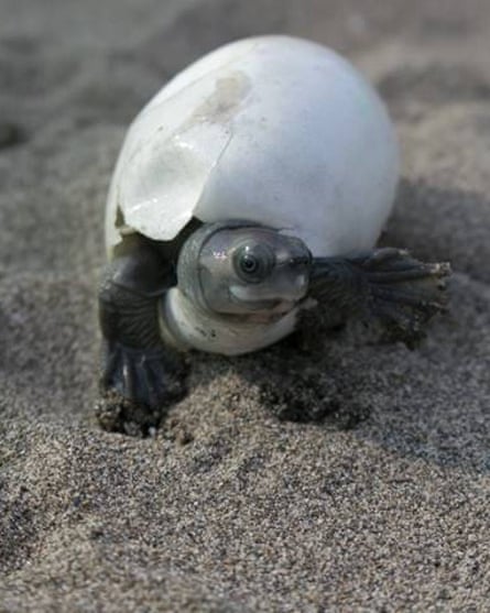 Smiling Burmese roof turtle emerging from an egg.
