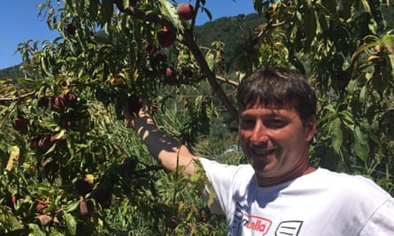 Emilio Queirolo picking peaches
