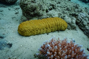A sea cucumber on the seabed
