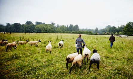 Farmers feeding sheep in a field in Suffolk