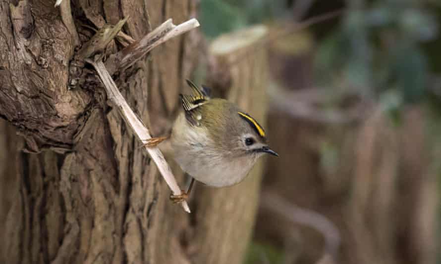 The goldcrest is Britain's joint smallest bird with the similar-looking firecrest.