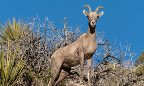 A female desert bighorn sheep in the Joshua Tree National Park, California. Such areas would be among the worse impacted if global emissions are not cut.