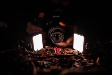 Uma pequena Clavaria rosa cf. fungos schaefferi no chão da floresta são iluminados por duas luzes na frente da lente de uma câmera