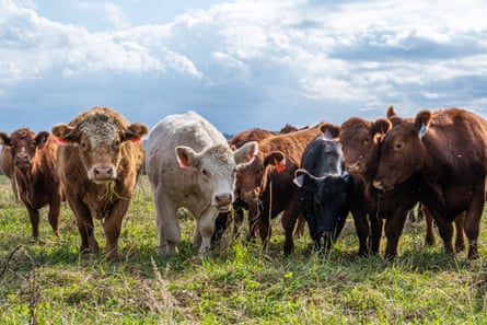 A herd of cows in a field.