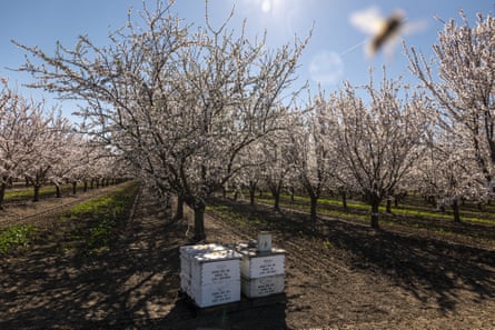 Honeybee hives in an almond orchard in Dixon, California.