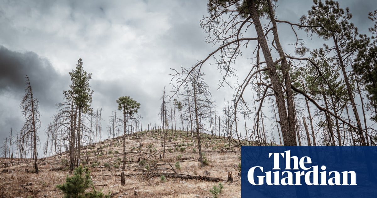 Logging, murder and money: can Mexico's ancient forests be saved from the cartels?