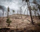 Logging, murder and money: can Mexico’s ancient forests be saved from the cartels?