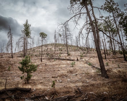 A barren hillside of stripped trees and dried grass stands against the backdrop of a cloudy sky.