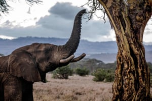 An elephant feeds from a tree in Lewa Conservancy, Kenya