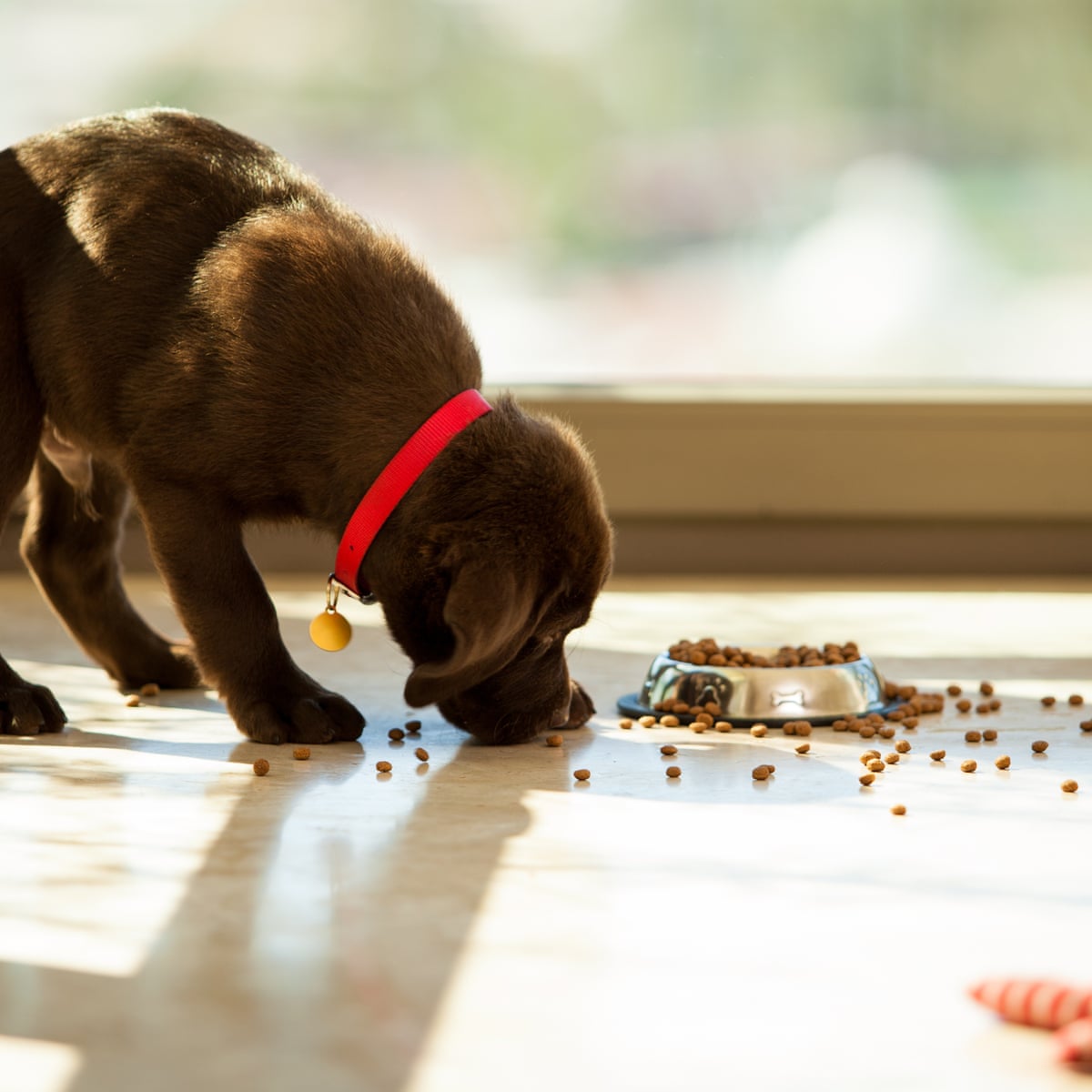 Every Dog Year Not Equivalent To Seven Human Years Scientists Find Animal Behaviour The Guardian