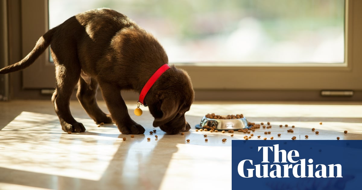 Every dog year not equivalent to seven human years, scientists find
