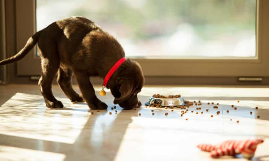 Labrador puppy eating