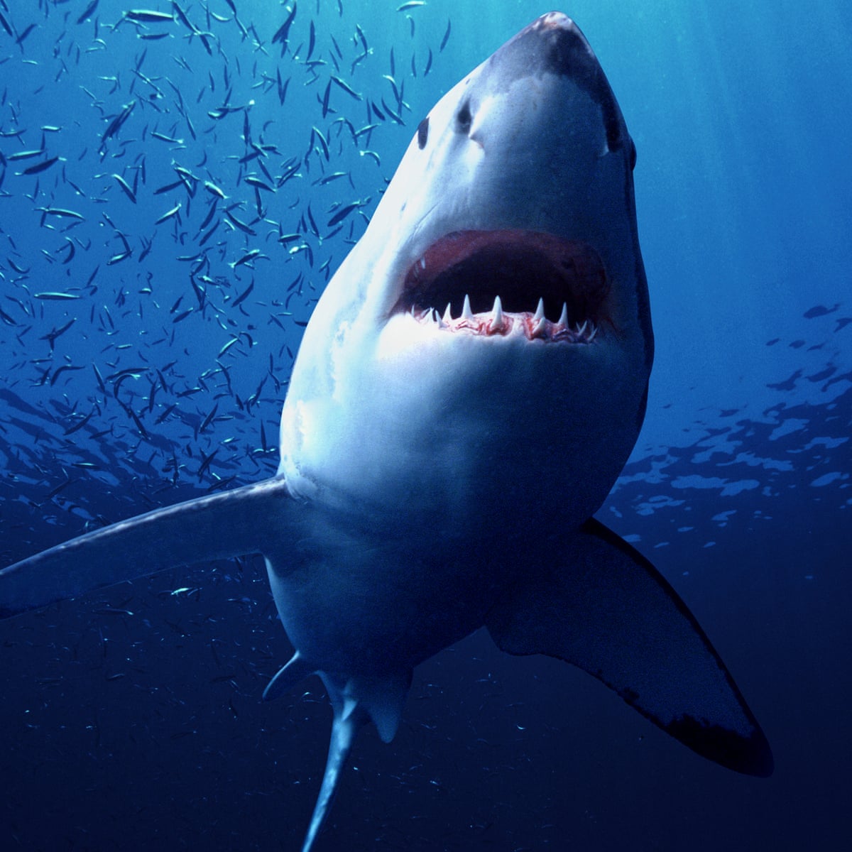 акулы в австралии