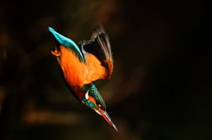 Um martim-pescador salta do galho de uma árvore às margens do rio Dodder, em Dublin, na Irlanda