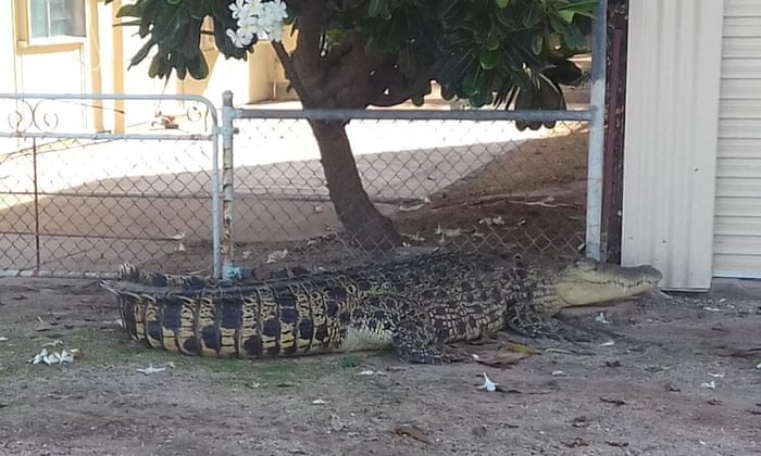 Huge Crocodile Trapped By Wheelie Bin Barricade After Appearing In Queensland Backyard Crocodiles The Guardian