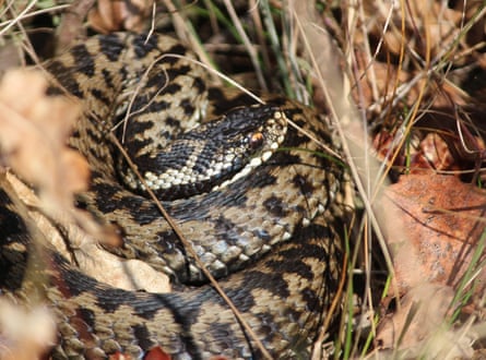 The adder used to be widespread across Britain but has declined markedly in recent years, particularly in middle England.