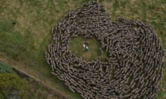 Flock of sheep seen from above circling around two people in the middle