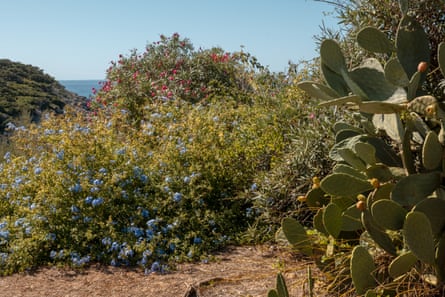Various shrubs, some with purple and pink flowers, next to a succulent