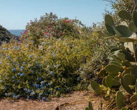 Various shrubs, some with purple and pink flowers, next to a succulent.