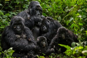 The rise in mountain gorilla numbers is a success for intensive conservation work in a troubled region. 
