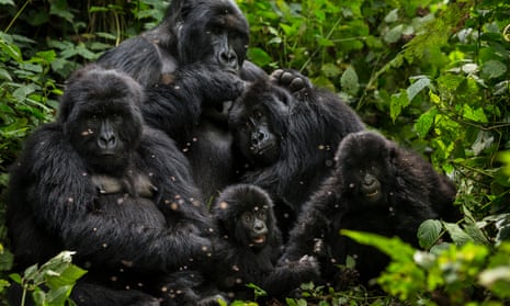 Mountain gorillas in Virunga national park, in the Democratic Republic of the Congo