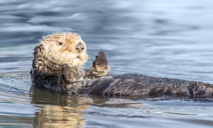Sea otters are the smallest marine mammal in North America.