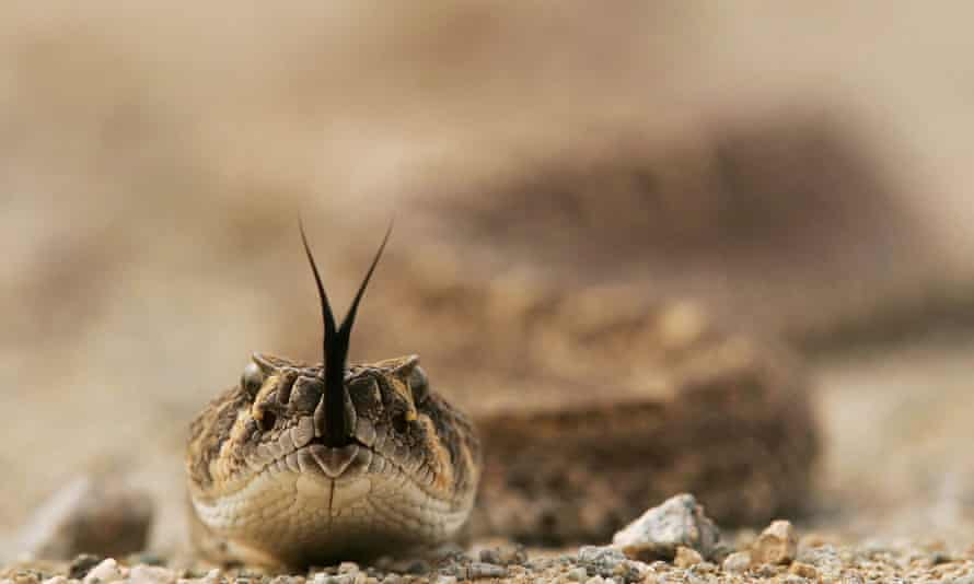 ‘Rattlesnakes are becoming more common in the places where we live, work and play’