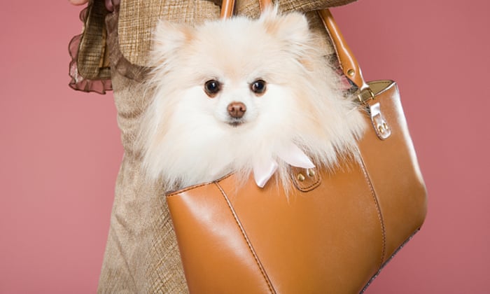 Image result for dog in handbag