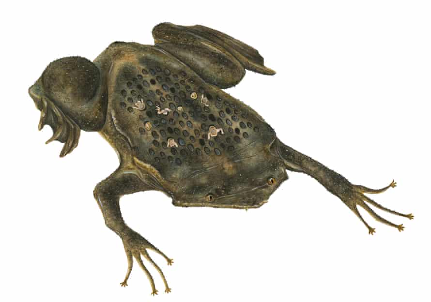 The suriname toad, as drawn by Sami Bayly
