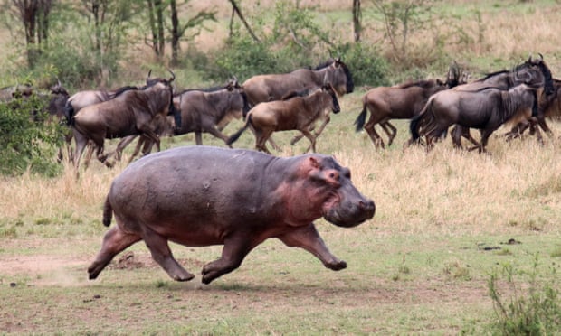 Hippos might fly: UK research discovers animal can get airborne