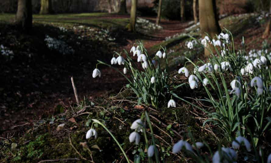 Snowdrops in the woods at Anglesey Abbey in Cambridgeshire