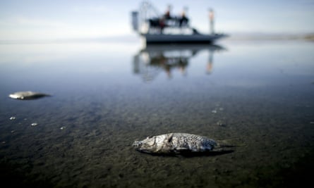Oxygen-starved tilapia float in a shallow Salton Sea bay.