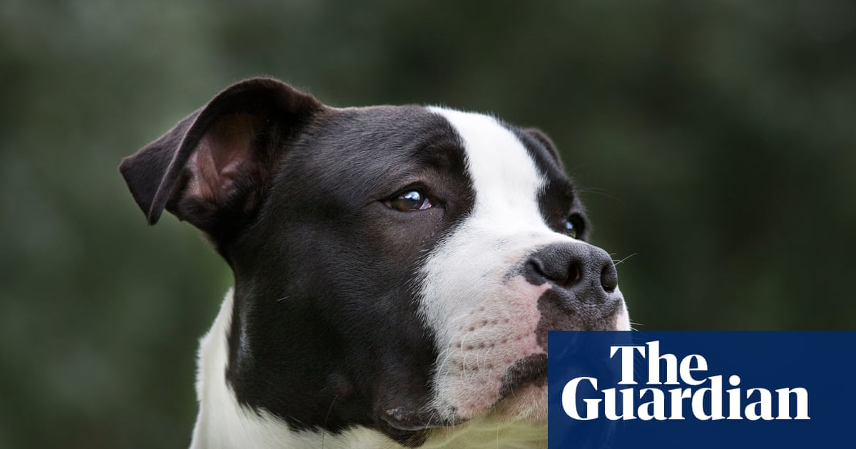 American staffordshires are NSW's most attack-prone dog but there may be more to the data