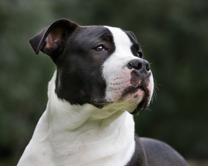 American staffordshires are NSW’s most attack-prone dog – but there may be more to the data